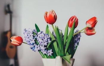 five red tulips