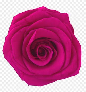 Five Rose Tall - Four Roses