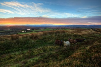 Five Sheeps on Pasture during Golden Hour