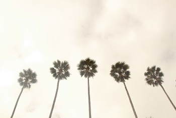 Five Tall and Green Trees