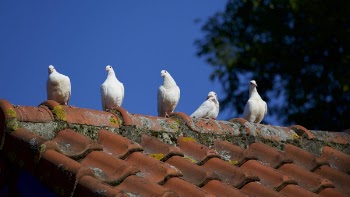 Five White Pigeons on Roof
