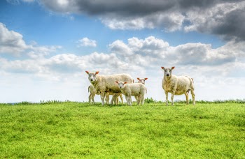 Five White Sheep on Farm