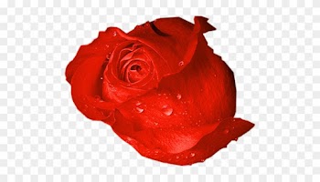 Fl-83 - Garden Roses