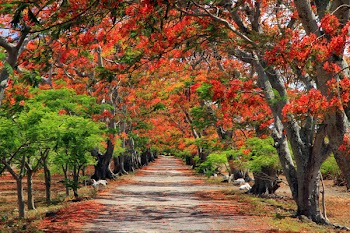 Flame trees, Mauritius