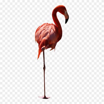 Flament Rose - Flamant Rose Fond Blanc