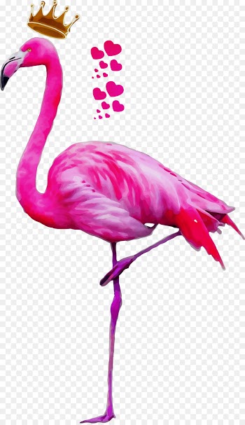 Flamingo