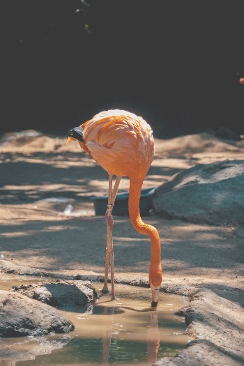 Flamingo 