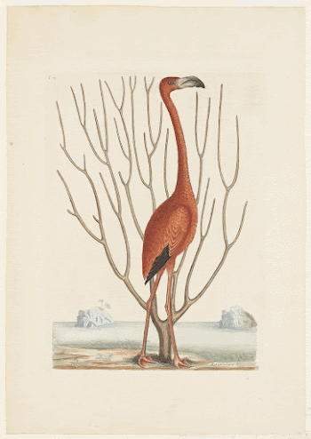 Flamingo (1731&ndash;1743) print in high | Free Photo - rawpixel