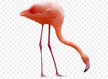 Flamingo Bird Clip art - Flamingos bow 