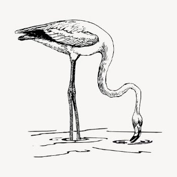 Flamingo bird clipart, vintage animal | Free Vector - rawpixel