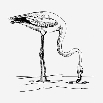 Flamingo bird drawing, vintage animal | Free Photo - rawpixel