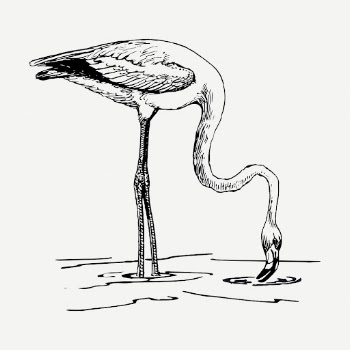 Flamingo bird drawing, vintage animal | Free PSD - rawpixel