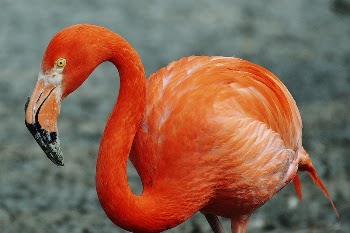 Flamingo bird. Free public domain | Free Photo - rawpixel