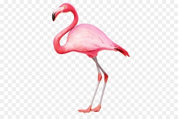 Flamingo Clip art - Flamingo PNG 
