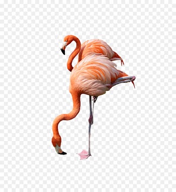 Flamingo Clip art - Flamingo PNG 