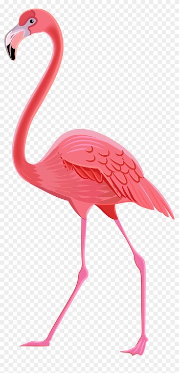 Flamingo Clipart - Flamingo Clipart Png