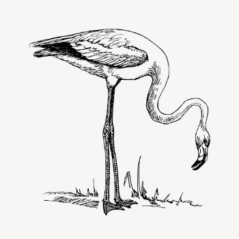 Flamingo clipart, vintage bird illustration | Free Vector - rawpixel
