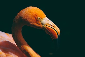 Flamingo Close-up Photography