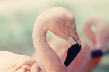 Flamingo closeup. Original public domain | Free Photo - rawpixel