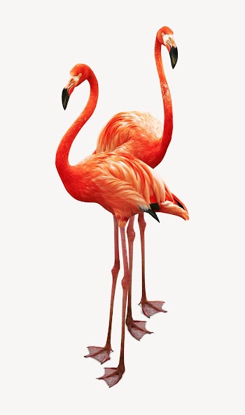 Flamingo couple collage element, isolated | Free PSD - rawpixel