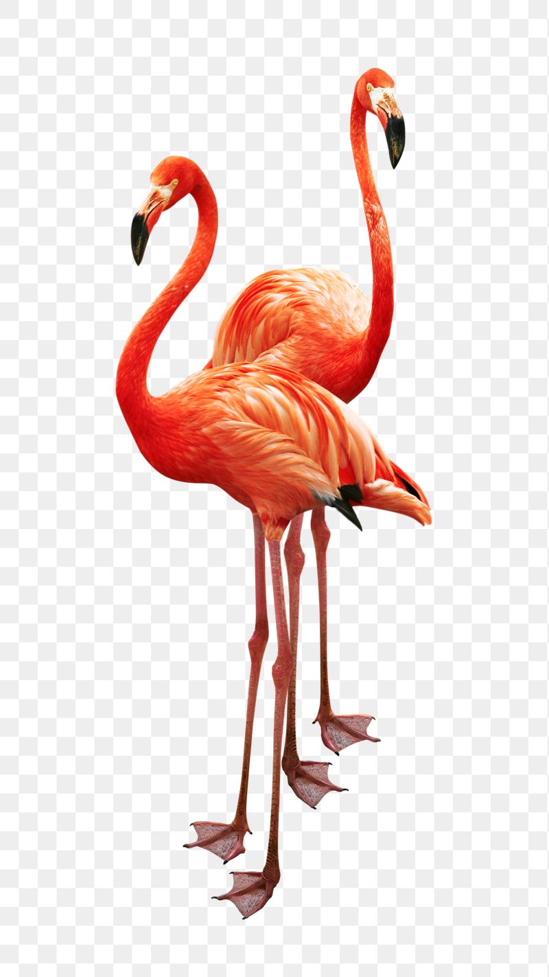 Flamingo couple png sticker, transparent | Free PNG - rawpixel