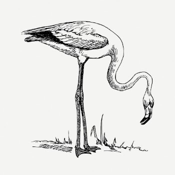 Flamingo drawing, bird vintage illustration | Free PSD - rawpixel