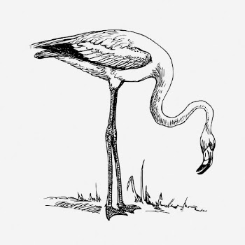 Flamingo drawing, vintage bird illustration. | Free Photo - rawpixel