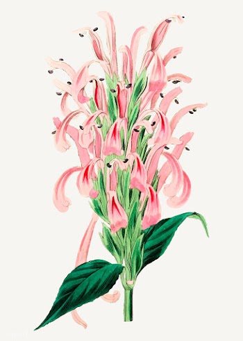 Flamingo flower | Free stock vector - 559002