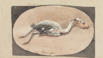 Flamingo | Free Photo - rawpixel