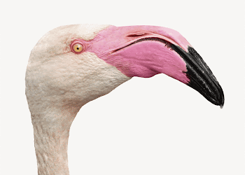 Flamingo head, animal design  | Free Photo - rawpixel