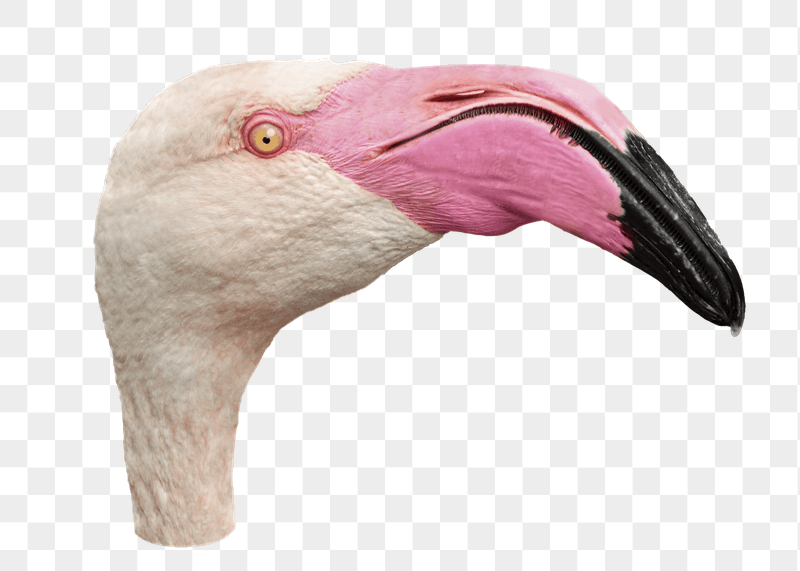 Flamingo head png bird sticker, | Free PNG - rawpixel