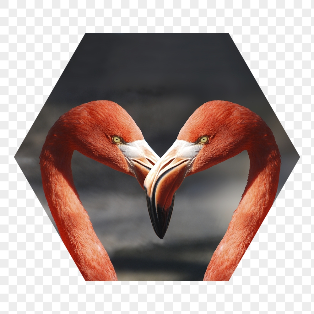 Flamingo heads png badge sticker, | Free PNG - rawpixel