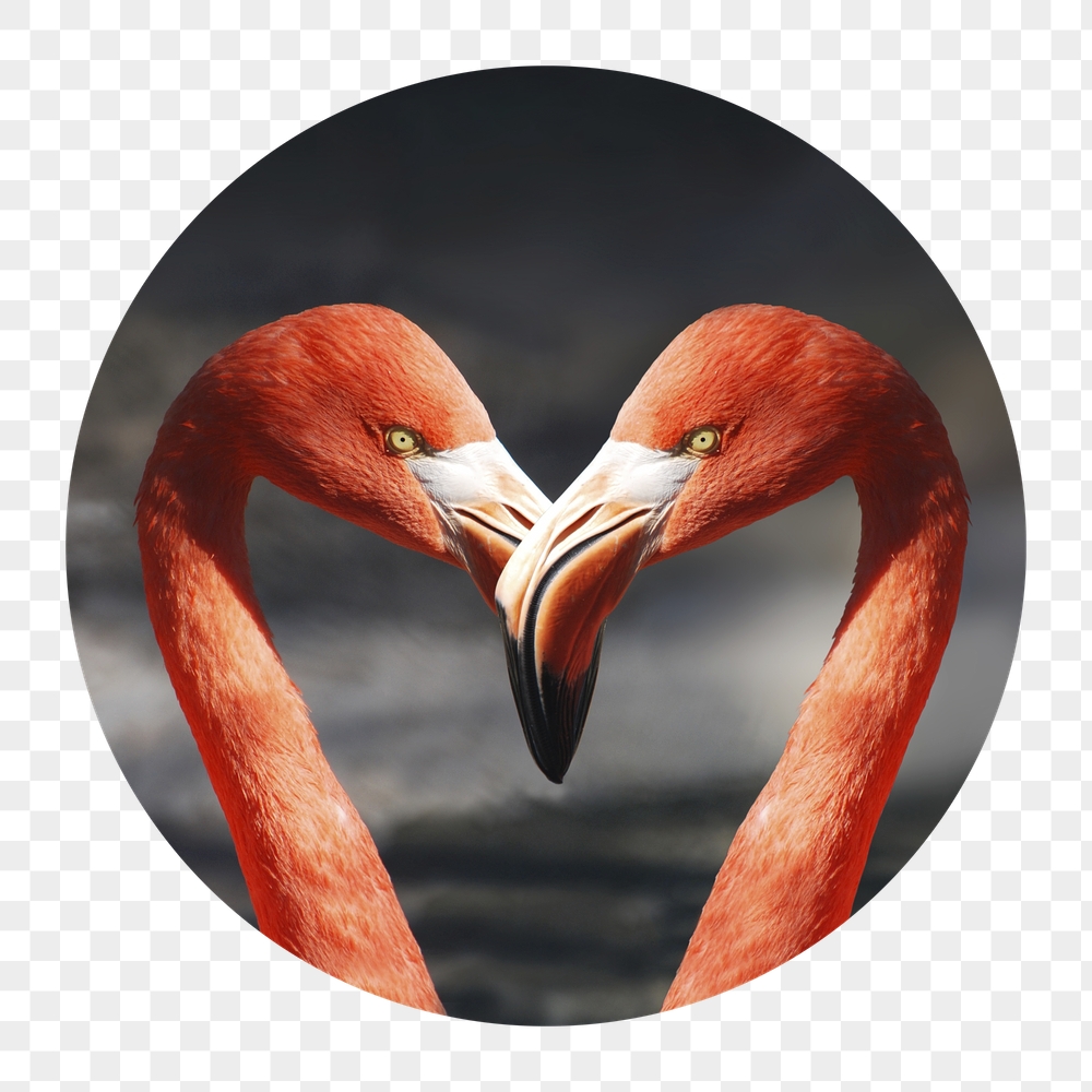 Flamingo heads png badge sticker, | Free PNG - rawpixel
