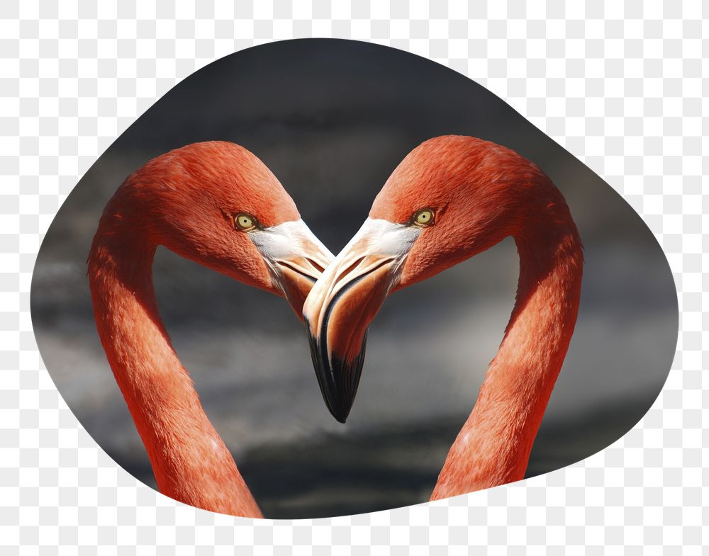 Flamingo heads png badge sticker, | Free PNG - rawpixel