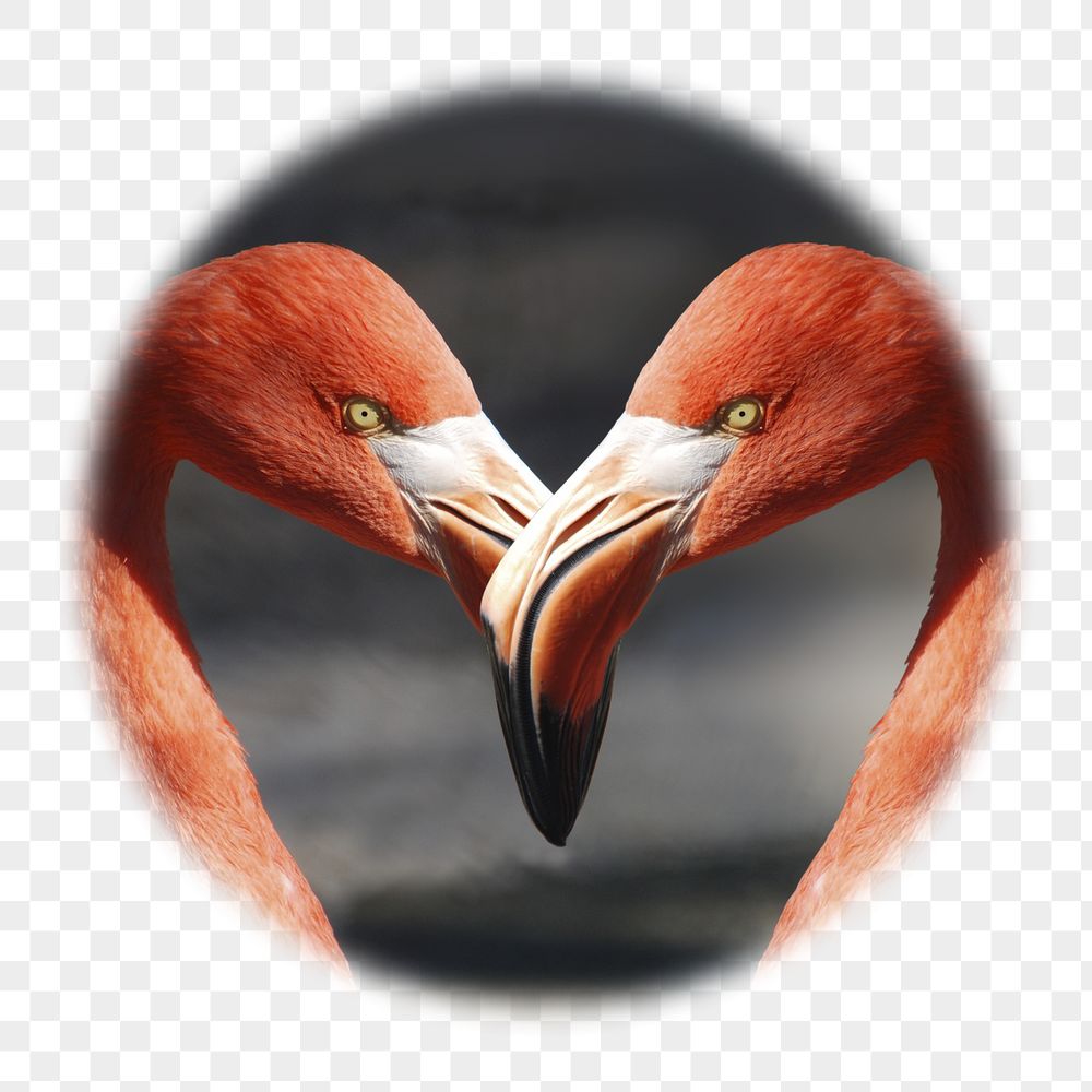 Flamingo heads png badge sticker, | Free PNG - rawpixel