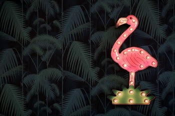 flamingo illustration