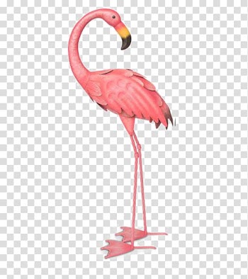 Flamingo illustration, Flamingos Bird Illustration, Watercolor flamingo transparent background PNG clipart