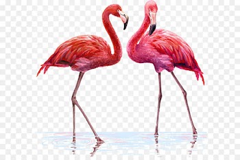 Flamingo Illustration - Two flamingos 