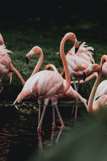 Flamingo In Pond