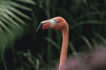 Flamingo In The Jungle