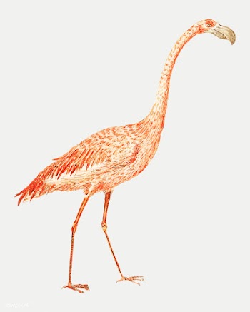 Flamingo in vintage style | Free stock vector - 561845