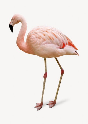 Flamingo isolated on white, real | Free PSD - rawpixel