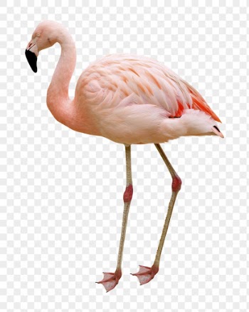 Flamingo png clipart, bird, transparent | Free PNG - rawpixel