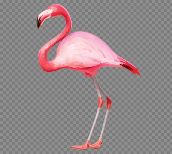 Flamingo PNG Download Image