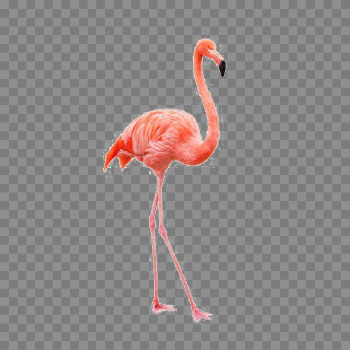 Flamingo PNG Free Download