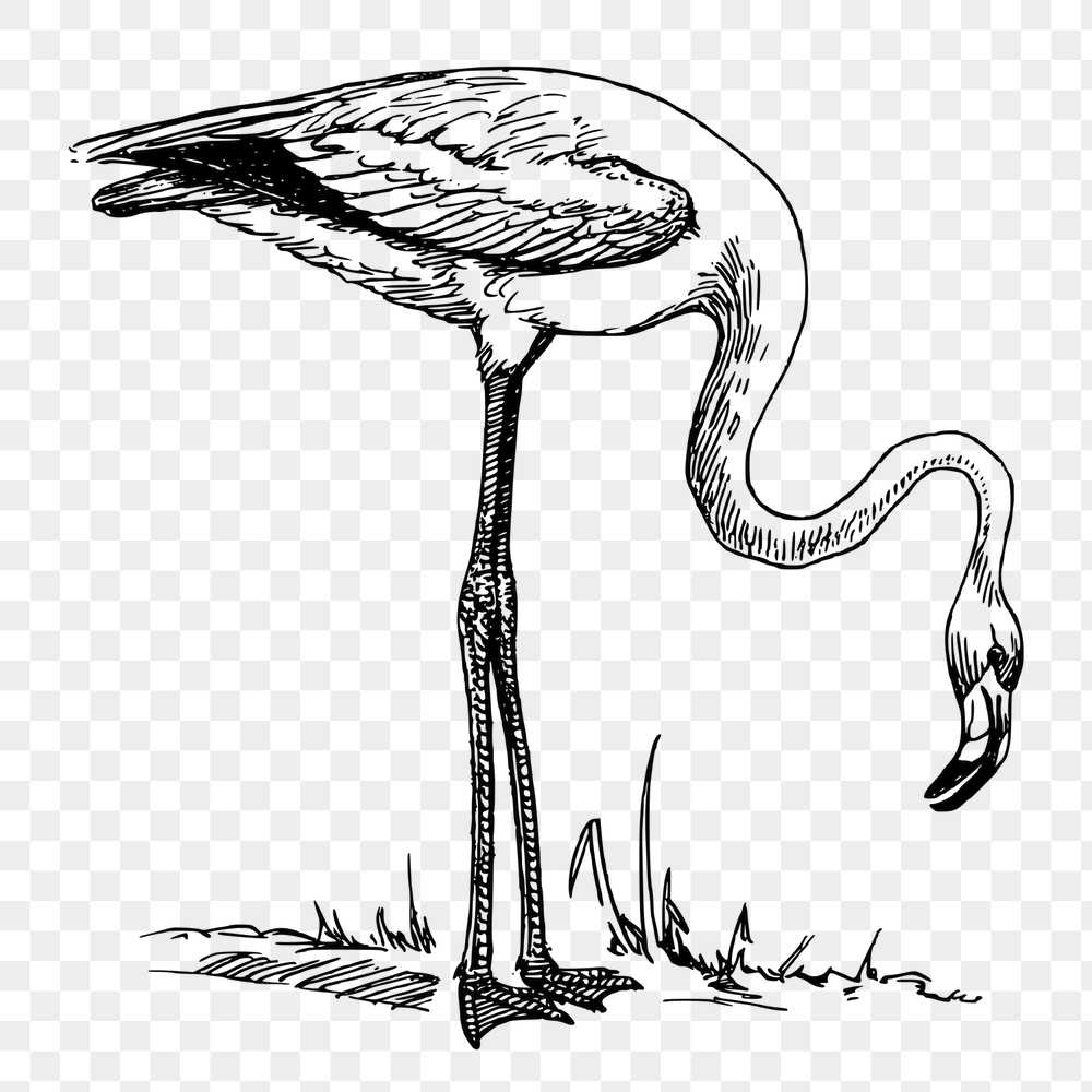 Flamingo png sticker, bird vintage | Free PNG - rawpixel