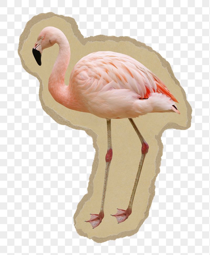 Flamingo png sticker, ripped paper | Free PNG - rawpixel
