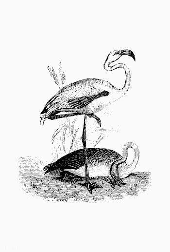 Flamingo shade drawing | Free stock vector - 562303