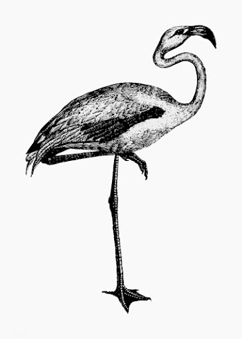 Flamingo shade drawing | Free stock vector - 562319