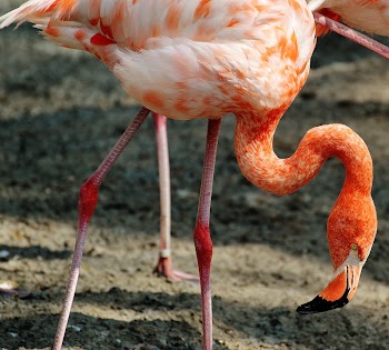Flamingo walking on soil. Free | Free Photo - rawpixel